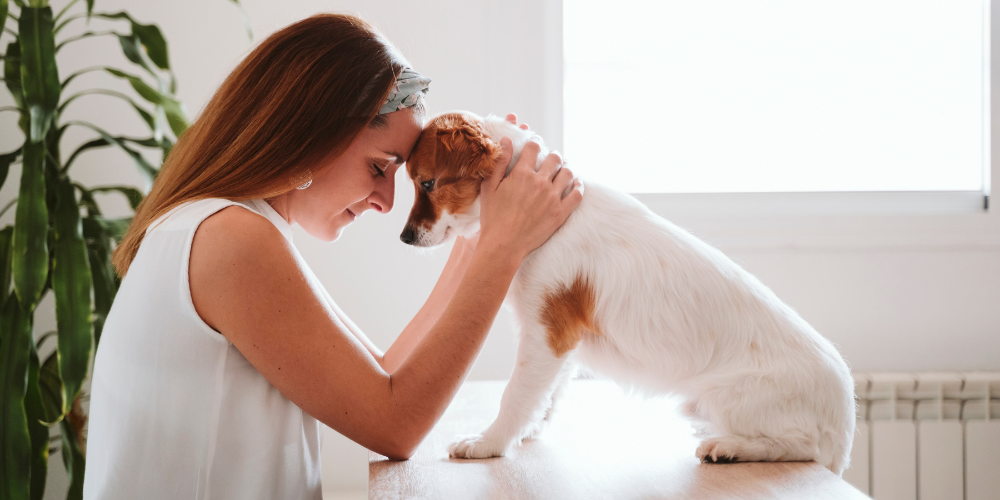 Can you put your pet down at home? Home Euthanasia